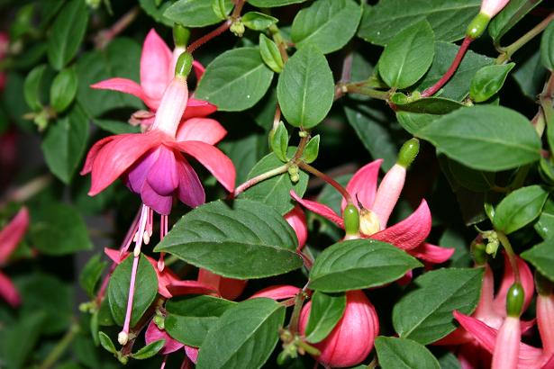  Fuchsia 'Paula Jane ' 