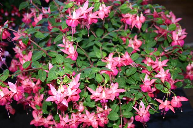  Fuchsia 'Paula Jane ' 