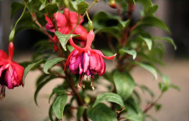  Fuchsia 'Peloria ' 