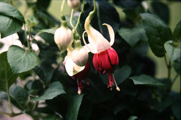  Fuchsia 'Pepi ' 
