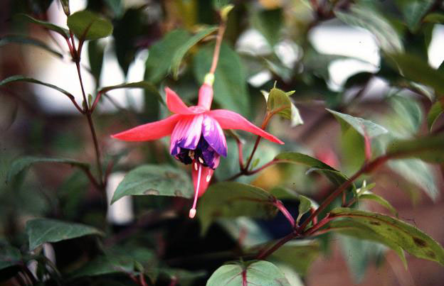  Fuchsia 'Peppermint Stick ' 