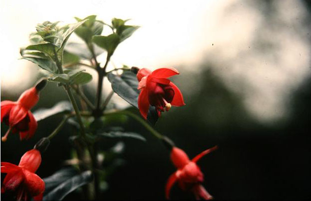  Fuchsia 'Phyllis ' 