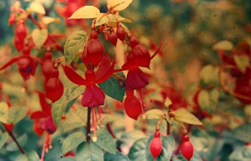  Fuchsia 'Phyrne ' 