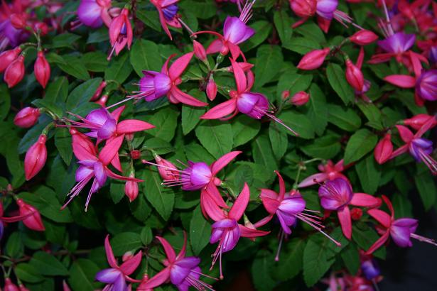  Fuchsia 'Pink Fantasia ' 