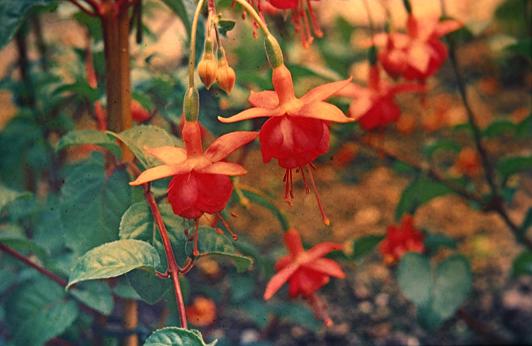  Fuchsia 'Pink Pearl ' 