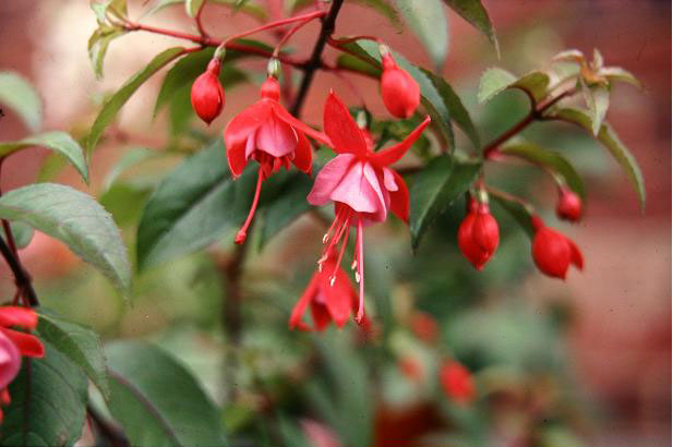  Fuchsia 'Pixie ' 