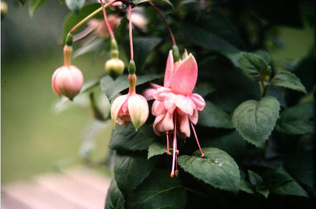  Fuchsia 'Powder Puff ' 