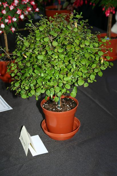  Fuchsia procumbens 