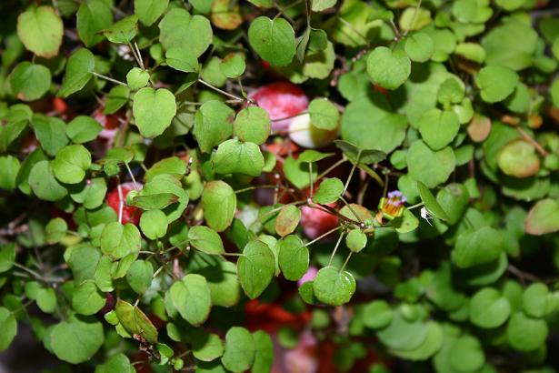  Fuchsia procumbens 