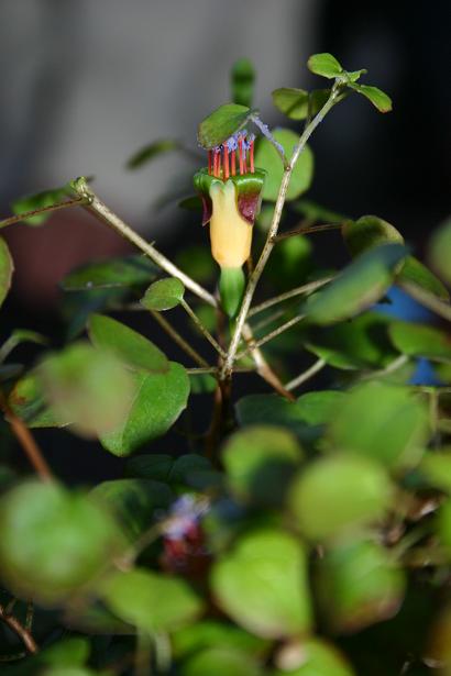  Fuchsia procumbens 