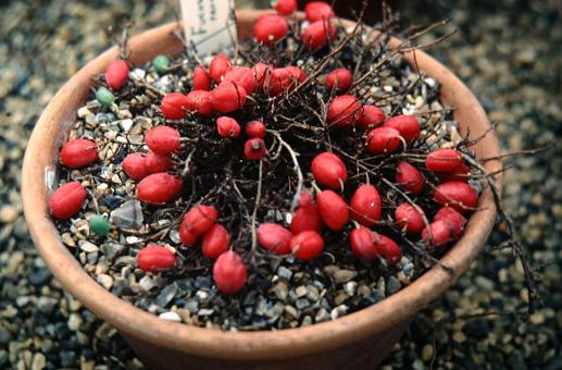  Fuchsia procumbens 