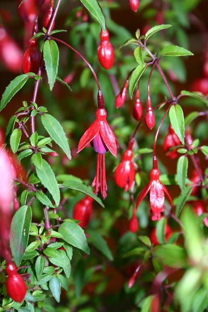  Fuchsia 'Pumila ' 