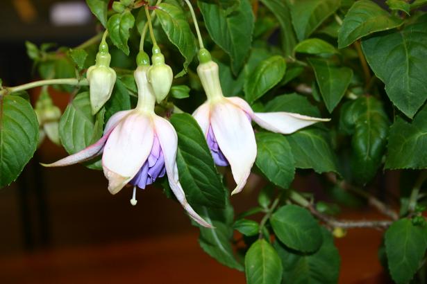  Fuchsia 'Quasar ' 