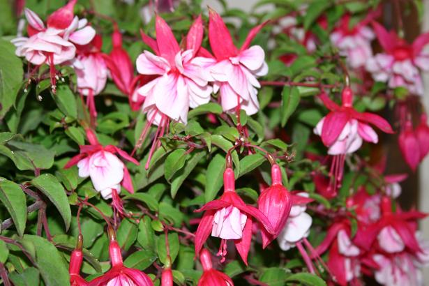  Fuchsia 'R.A.F. ' 