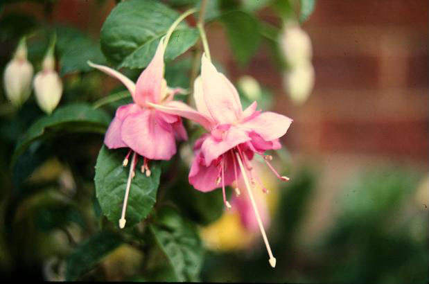  Fuchsia 'Raspberry ' 