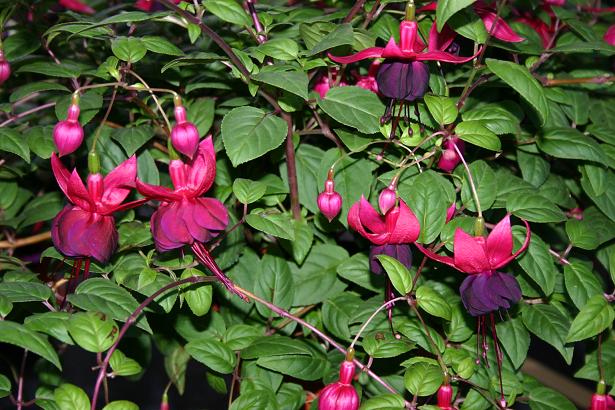  Fuchsia 'Roesse Blacky ' 