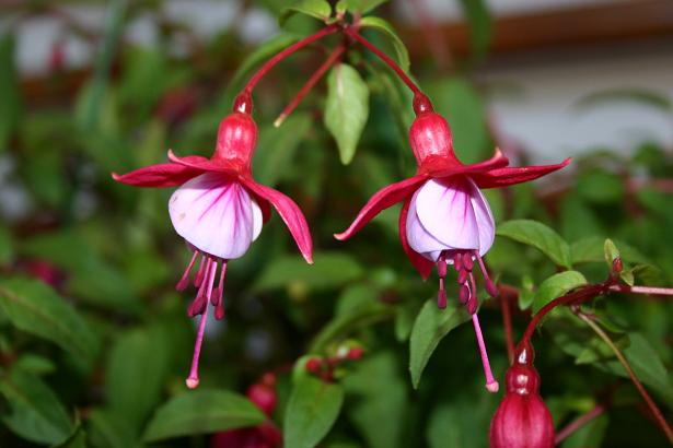  Fuchsia 'Roesse Eslie ' 