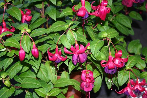  Fuchsia 'Rohees Alioth ' 