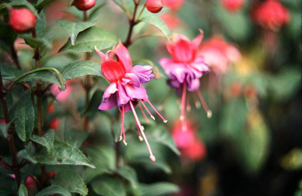  Fuchsia 'Rose Churchill ' 