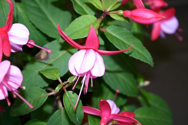  Fuchsia 'Rose Fantasia ' 