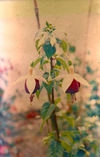  Fuchsia 'Rose of Castille Improved ' 
