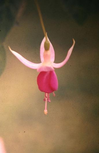  Fuchsia 'Rose of Castille Improved ' 