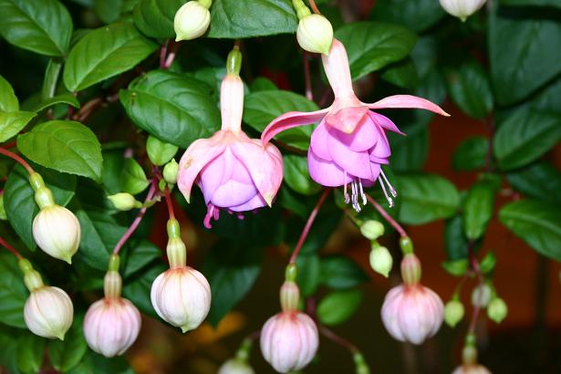  Fuchsia 'Rose of Denmark ' 