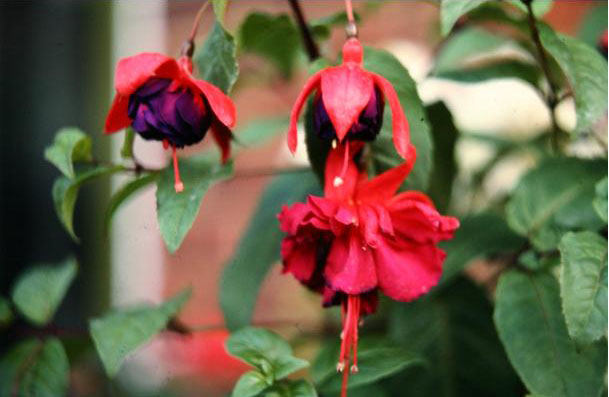  Fuchsia 'Royal Velvet ' 