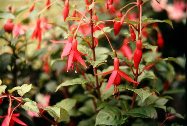  Fuchsia 'Rufus ' 