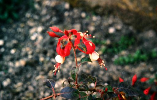  Fuchsia 'Sabell Ryan ' 