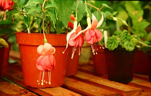  Fuchsia 'Sampan ' 