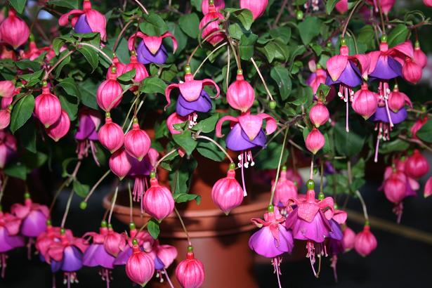  Fuchsia 'Sarah Louise ' 