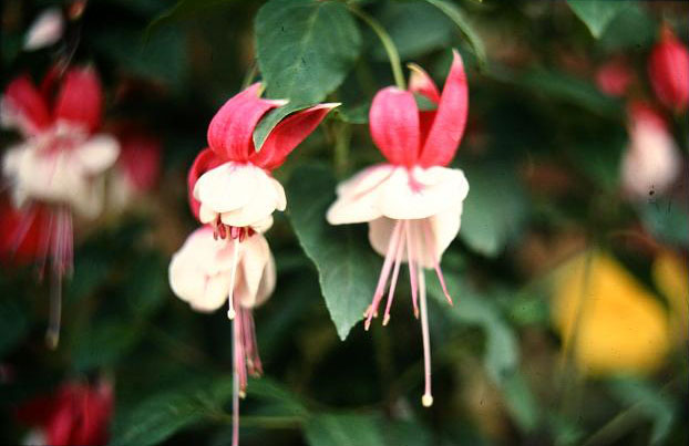  Fuchsia 'Shreen Ball ' 