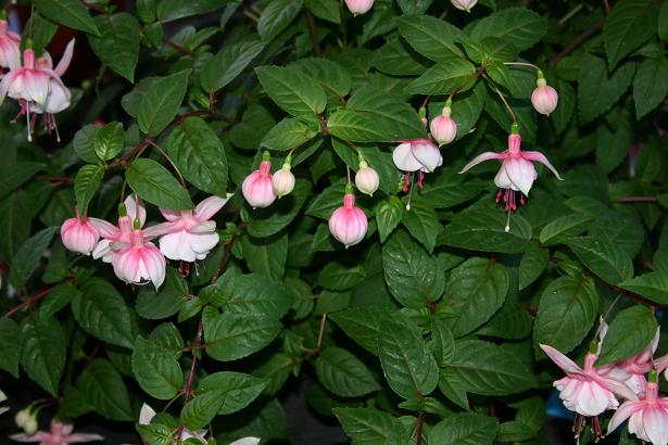  Fuchsia 'Siobhan Evans ' 