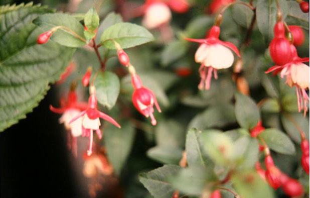  Fuchsia 'Snowcap ' 