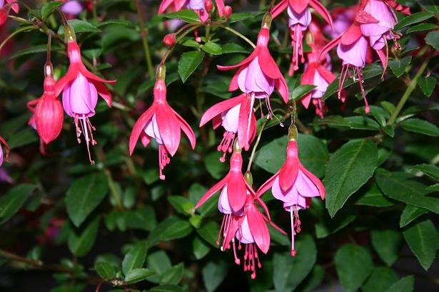  Fuchsia 'Son of Thumb ' 