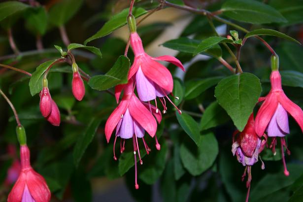  Fuchsia 'Son of Thumb ' 