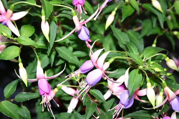  Fuchsia 'Sophie Louise ' 