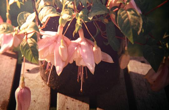  Fuchsia 'Sophisticated Lady ' 