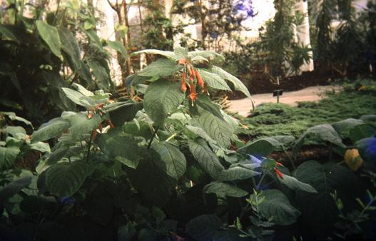  Fuchsia splendens 