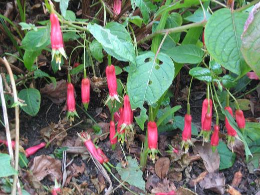  Fuchsia splendens 