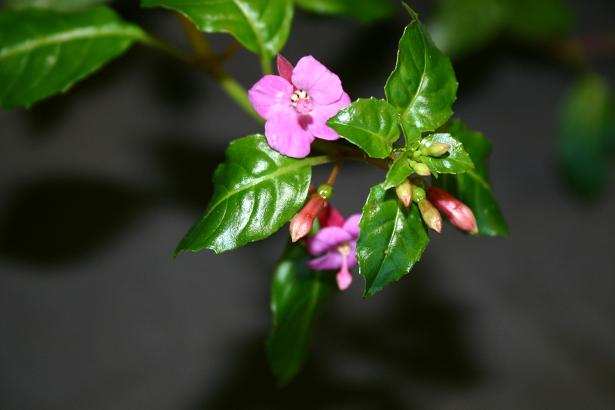  Fuchsia 'Straat Moji ' 