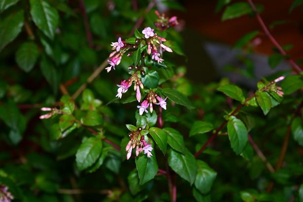  Fuchsia 'Straat of Plenty ' 