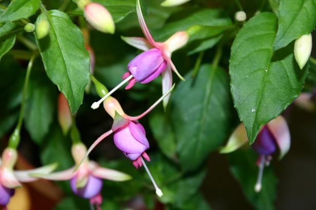  Fuchsia 'Superstar ' 