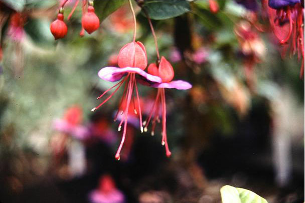  Fuchsia 'Swanley Gem ' 