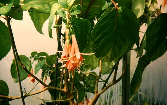  Fuchsia 'Swanley Yellow ' 