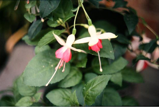  Fuchsia 'Sweetheart ' 