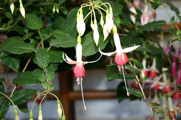  Fuchsia 'Sylvia Barker ' 