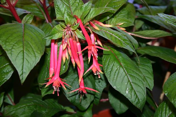  Fuchsia 'Taco ' 