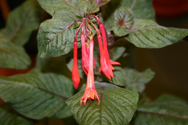  Fuchsia 'Thalia ' 